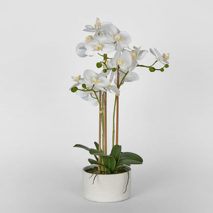 Luxe Phalaenopsis In Ribbed Bowl-3 Stems