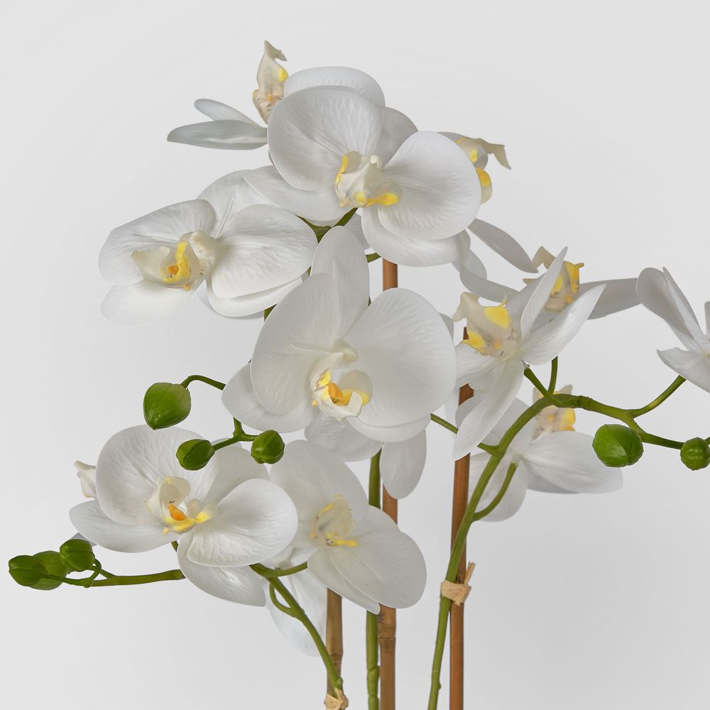 Luxe Phalaenopsis In Ribbed Bowl-3 Stems