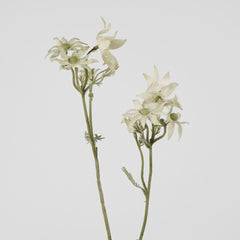 Flannel Flower Spray 75Cm