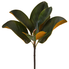 Magnolia Leaf Pick 36Cm Green