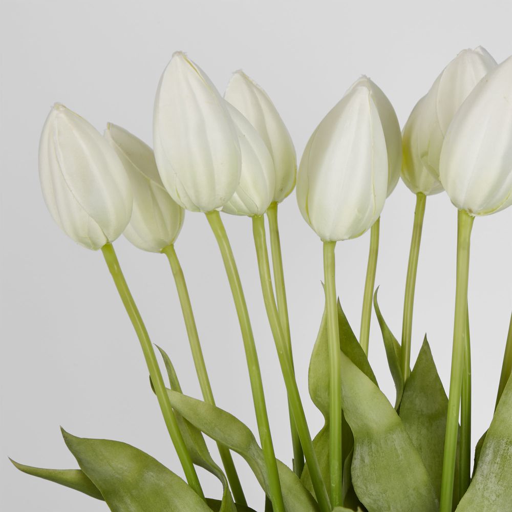 Tulip In Water Vase