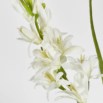 Tuberose 76Cm