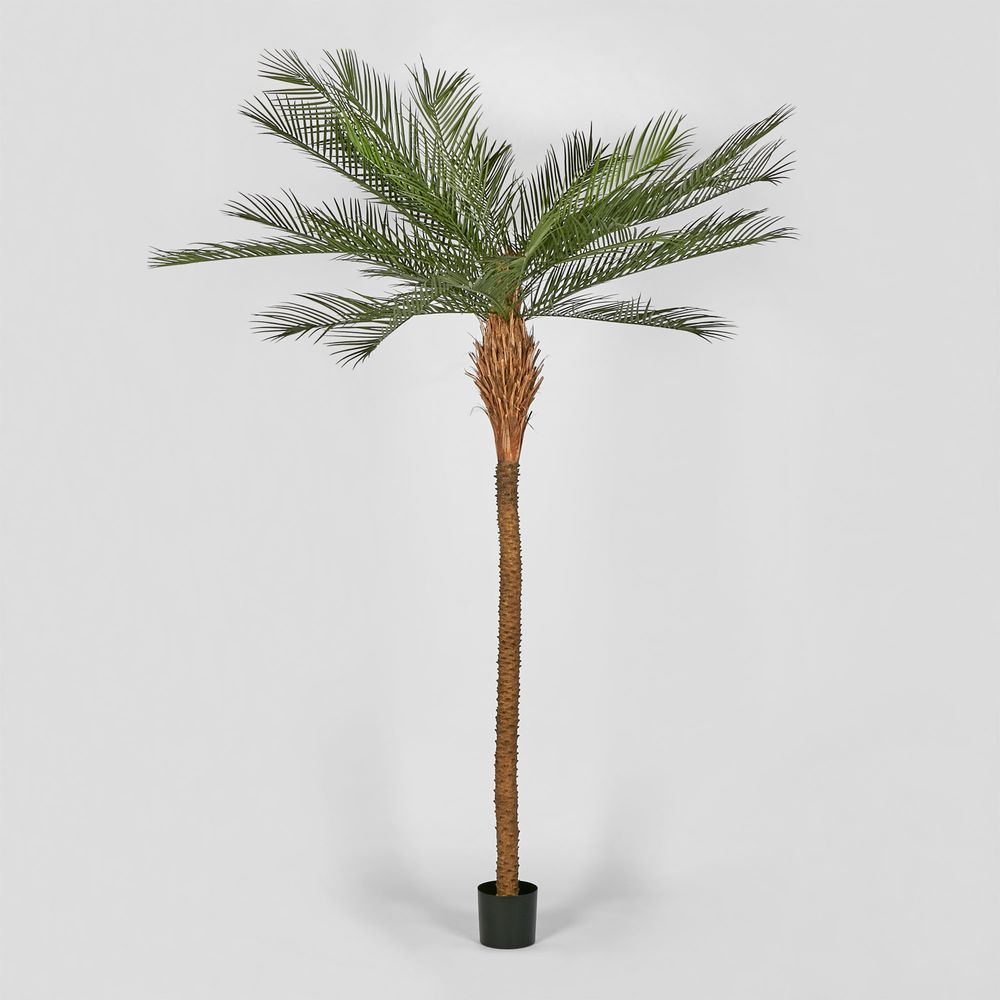 Phoenix Palm Tree 300Cm