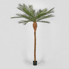 Phoenix Palm Tree 300Cm