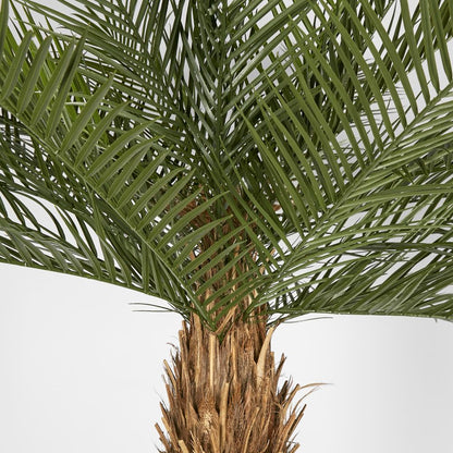 Phoenix Palm Tree 300Cm