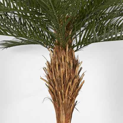 Phoenix Palm Tree 300Cm