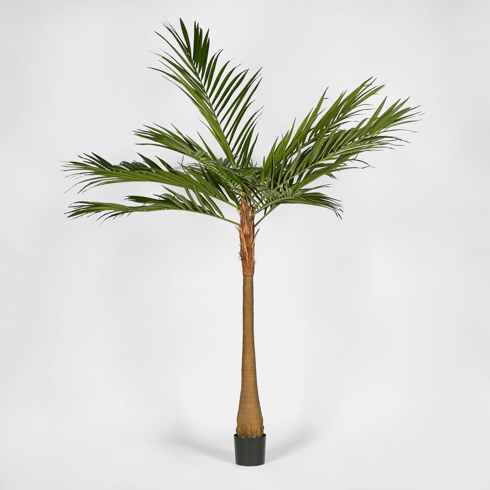 Majesty Palm Tree 240Cm