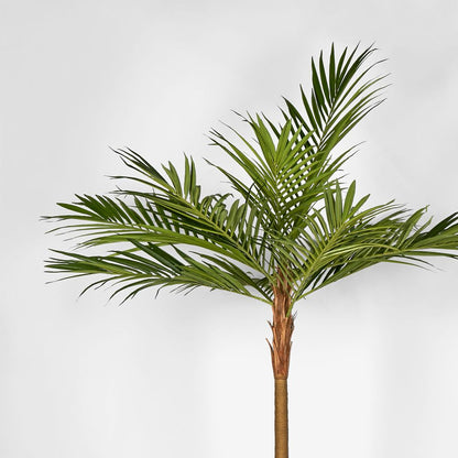 Majesty Palm Tree 240Cm