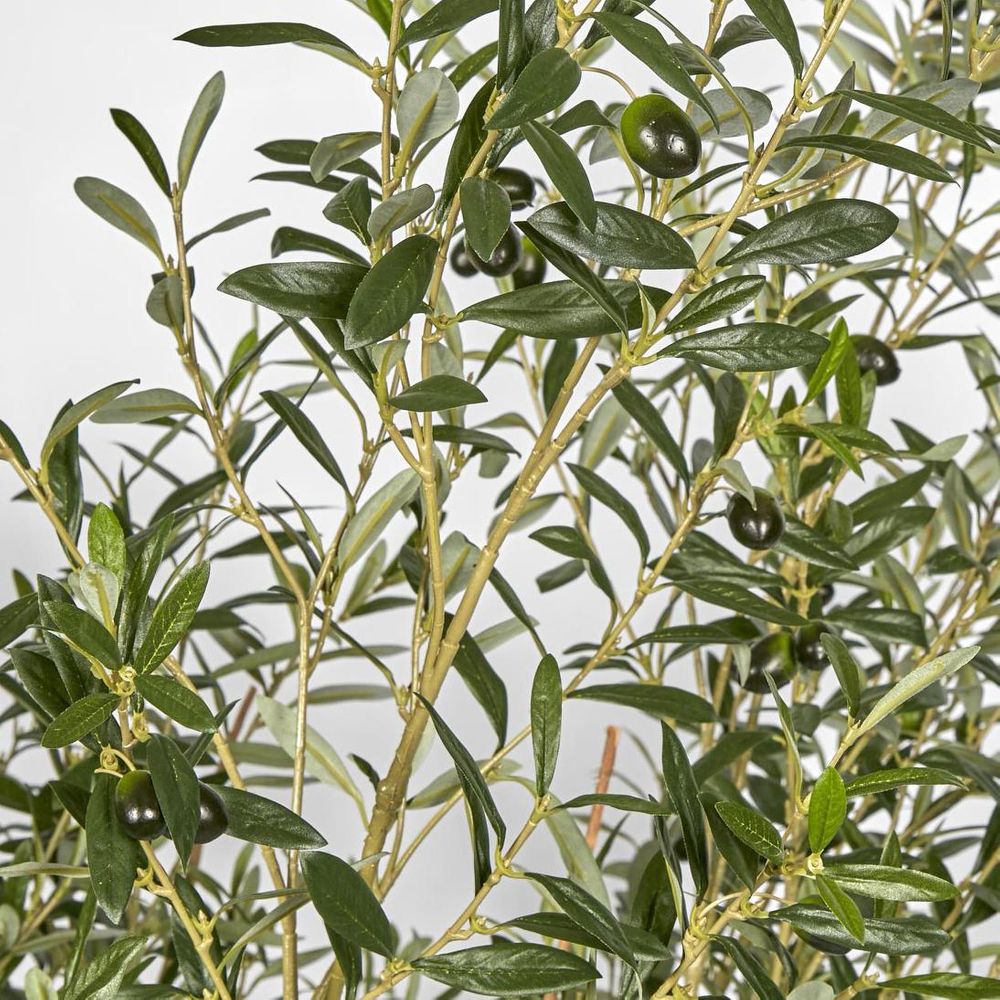 Olive Tree With 5 Branch Trunk 225Cm