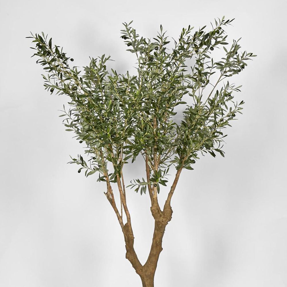 Olive Tree With 5 Branch Trunk 225Cm