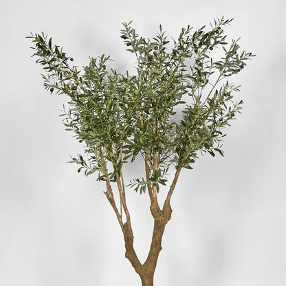 Olive Tree With 5 Branch Trunk 225Cm