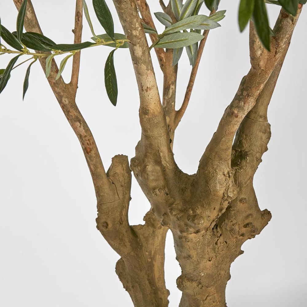 Olive Tree With 5 Branch Trunk 225Cm