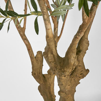 Olive Tree With 5 Branch Trunk 225Cm