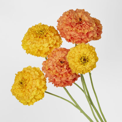 Marigold Spray Yellow