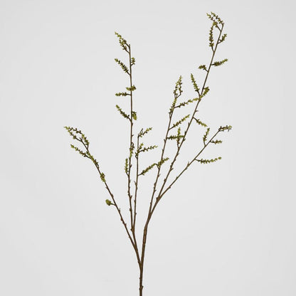Stachyurus Spray