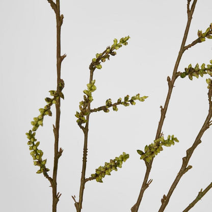 Stachyurus Spray