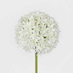 Allium Flower White