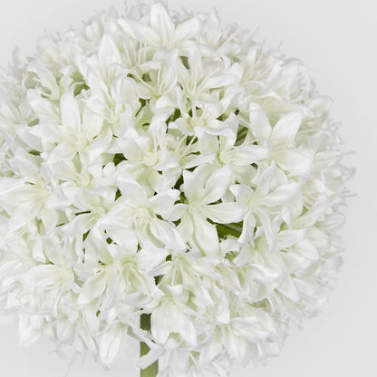 Allium Flower White