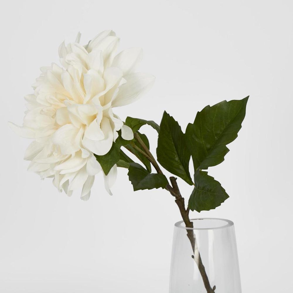 巨型大丽花茎