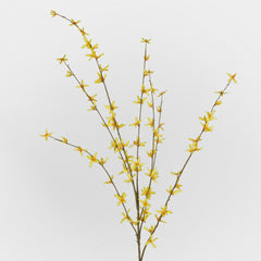 Forsythia Spray