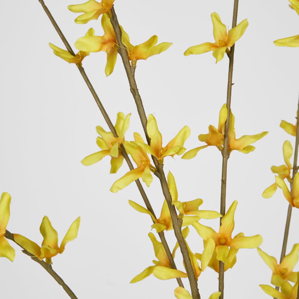 Forsythia Spray