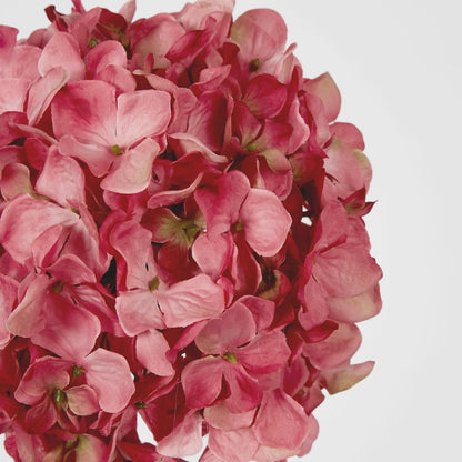 Ball Head Hydrangea Pink