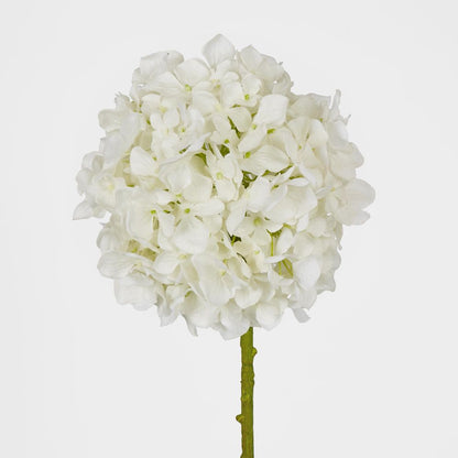 Ball Head Hydrangea White