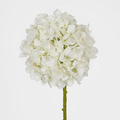 Ball Head Hydrangea White