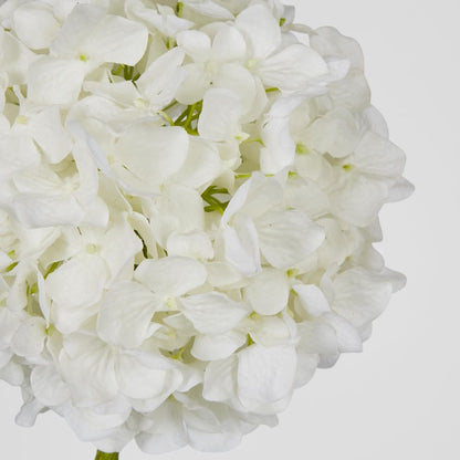 Ball Head Hydrangea White