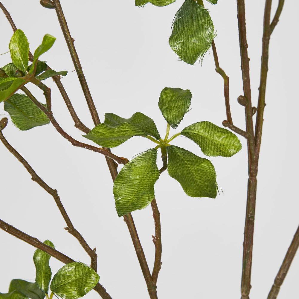 Glossy Leaf Spray