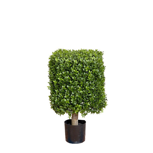 Boxwood Square Top 55Cm