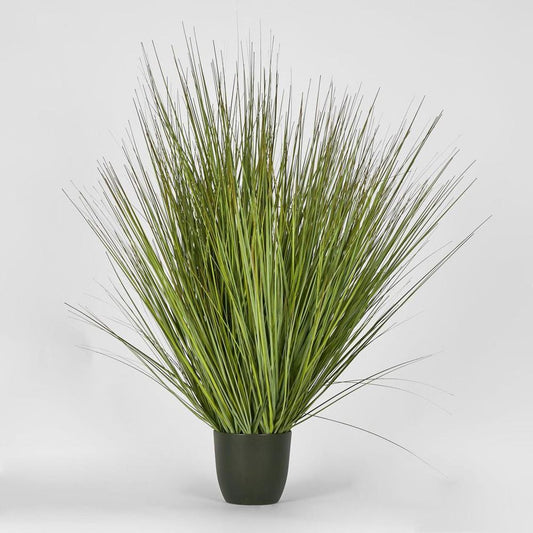 Potted Onion Grass 110Cm