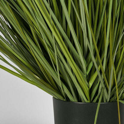 Potted Onion Grass 110Cm
