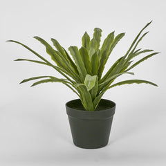 Succulent Fern 38Cm