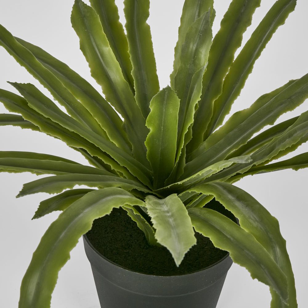 Succulent Fern 38Cm