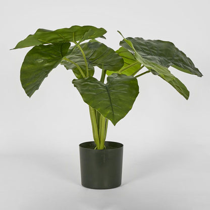 Potted Real Touch Philodendron 50Cm