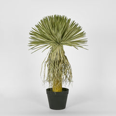 Variegated Grass Tree 60Cm