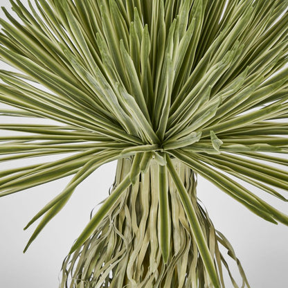 Variegated Grass Tree 60Cm