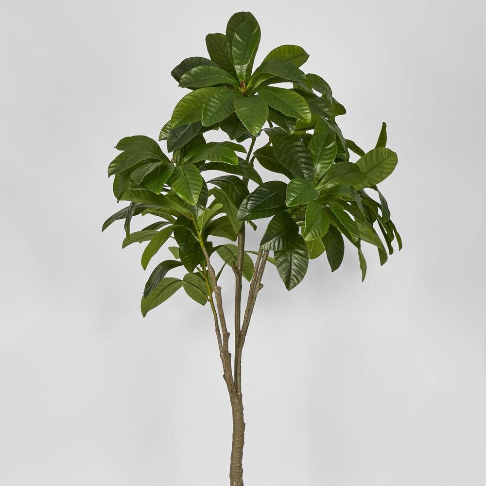 Frangipani Tree 180Cm
