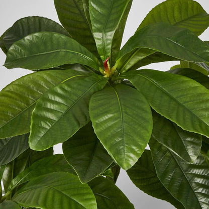 Frangipani Tree 180Cm