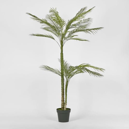 Double Stem Palm Tree 150Cm