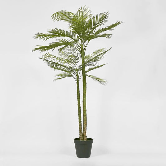 Double Stem Palm Tree 218Cm