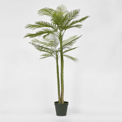 Double Stem Palm Tree 218Cm