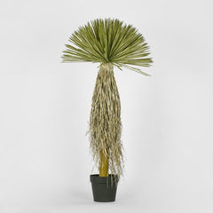 Variegated Grass Tree 120Cm