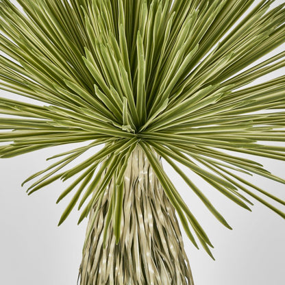 Variegated Grass Tree 120Cm