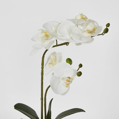 Real Touch Phalaenopsis Arrangement In Zara Pot 46Cm