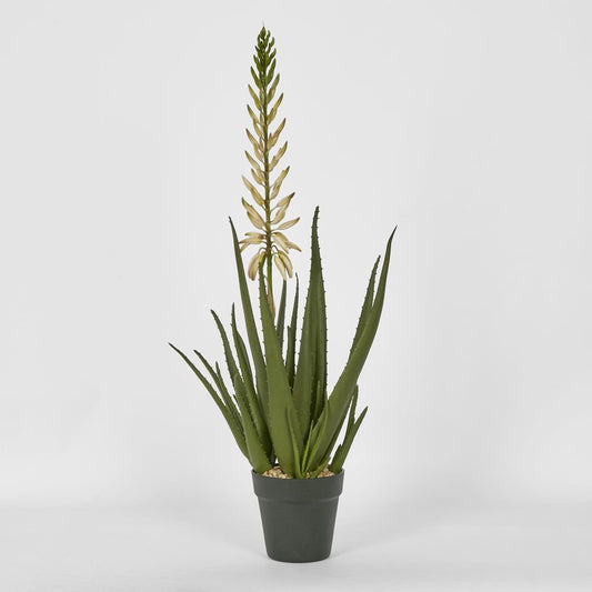 Potted Aloe Flower 75Cm