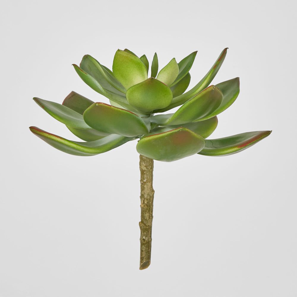 Aeonium Stem Sml