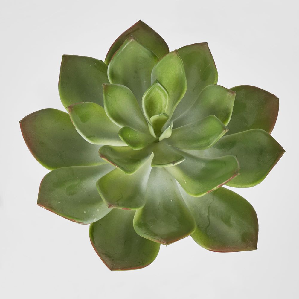 Aeonium Stem Sml