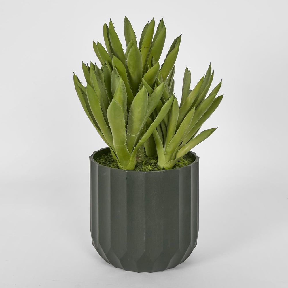 Potted Aloe Leaves Lge 37.5Cm